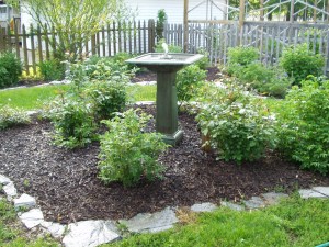 rose bed in late May