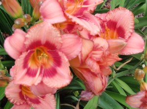 strawberry candy day lily
