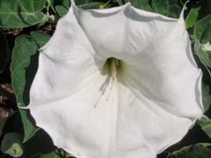 moonflower