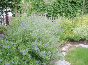 Bluebeard Caryopteris, August 09