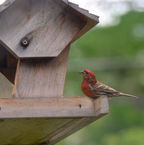 Pruple finch at the feeder. 