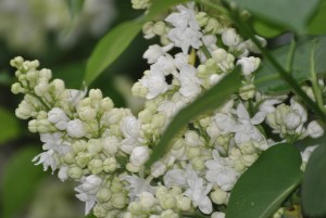 Mme. LeMoine lilac