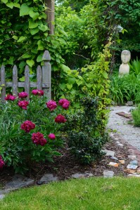 The entrance to the Secret Garden, graced by a two year old peony that is coming along nicely.