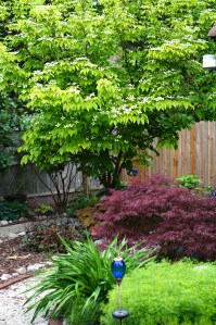 The kousa dogwood is putting on its graceful show in the Secret Garden.