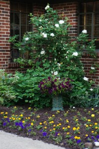 The little bed near the back door.  The nameless white rambling rose came from a neighbor a number of years ago.