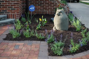 Walker's Low Catmint newly planted in the entrance garden.  Those are yellow cannas behind it.