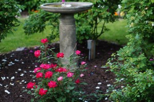 Red Knock Out Rose in the rose medallion in the lower garden