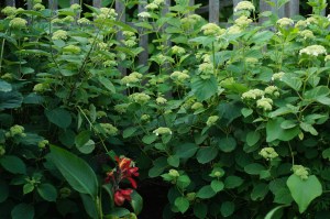 White Dome Hydrangeas just beginning to bloom, with a red canna