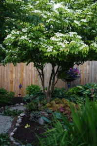 Kousa Dogwood in full bloom, with Caramel Coral Bells