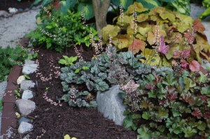 Chocolate Ruffles Heuchera in the Secret Garden under the Kousa