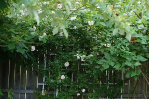 New Dawn Rose climbing along a fence and into the old dogwood in the Secret Garden