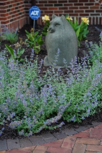 Newly planted just a month ago, the Walker's Low catmint is doing very well in the entrance garden.