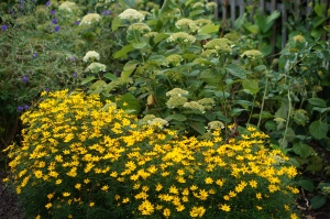 White Dome hydrangeas and Zagreb coreopsis in the lower garden.