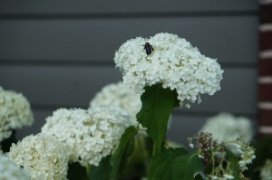 Annabelle Hydrangea putting on a great show.  Last year Annabelle did not do much because of the heat.