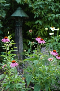Purple coneflower from a friend and Fragrant Angel echinacea.