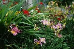Day lilies and crocosmia in a riot of bloom.