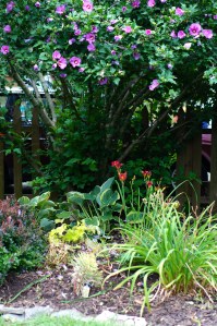The old Rose of Sharon is in full bloom. Notice the Citronelle heuchera and the Francis Williams hostas.