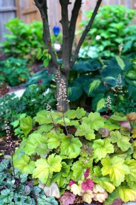 One of my favorite spots in the Secret Garden is a home to various heucheras and hostas under the Kousa Dogwood.