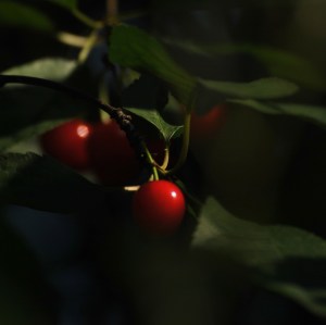 Ripe cherries