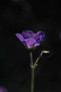 Nameless perennial geranium