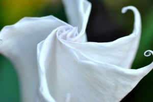 Datura about to bloom