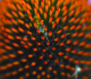 Echanacea--gotta love that Fibonacci stuff...