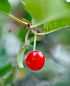 Cherry