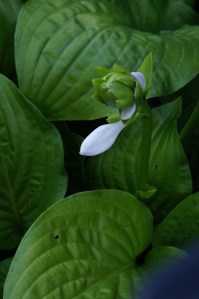 A nameless hosta that a friend gave me a number of years ago.  It's blossoms are wonderfully fragrant