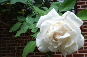 Nameless white climber in the corner garden.