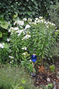 White Phlox in the Secret Garden.