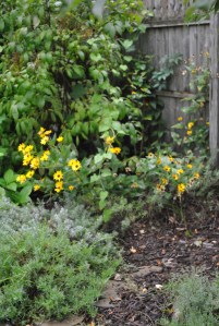 Helianthus and HIdcote lavender in the Secret Garden