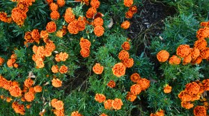 Marigolds