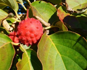 The weird and edible Kousa dogwood fruit.  