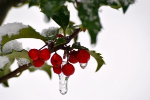 Frozen Holly
