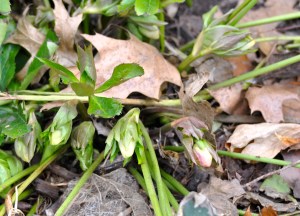 Hellebore buds!