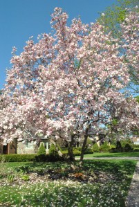 Magnolia tree letting its petals fall.  The rain today will knock a lot of them down.