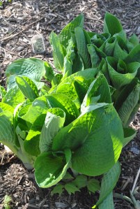Seboldiana Elegans, unfurling its huge leaves under the cherry tree.