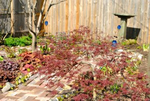 The Japanese maple is starting to fill out.  There is a lot of work that has to happen in the Secret Garden, including breaking up some of the hosts.