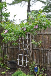 Lilacs along the north wall of the Secret Garden.