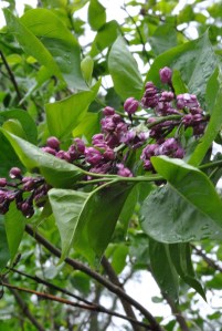 Sensational lilac along the north wall of the Secret Garden.  LOVE this lilac, but I need to give it hard prune as soon as it stops blooming.