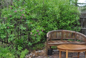 Belle de Nancy lilac in the Secret Garden.