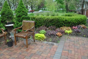 The Foamy Bells have won the heuchera race.  Actually, Foamy Bells are Heucherella, a cross between heuchera and tiarella.