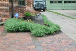 Walker's Low catmint isn't blooming yet, but it really, really wants to.  I'm so in love with this catmint that I think I'm going to plant more of it in the Secret Garden.