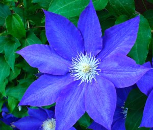Clematis by the back door