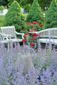 Entrance garden.  That is Walker's Low Nepeta in the foreground.