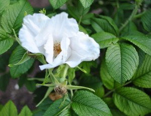 Wild Spice Hansa Rose in the Lower Garden