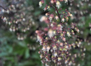 Heuchera in the Secret Garden