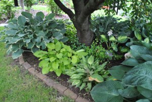 On the far right, just in view, is Elegans.  To the left is Hanky Panky.  The bright green hosta next to it is a mystery to me.  