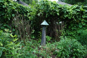 Hacking away at the lilacs and the dutchman's pipe.