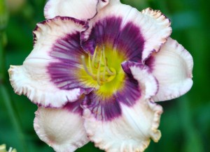 Prairie Blue Eyes Daylily
